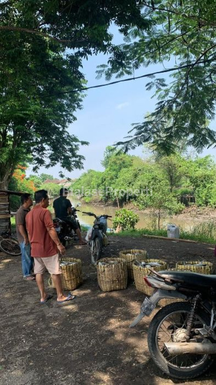 Foto properti Dijual Tambak Udang Vaname Dan Bandeng Di Pasuruan 1