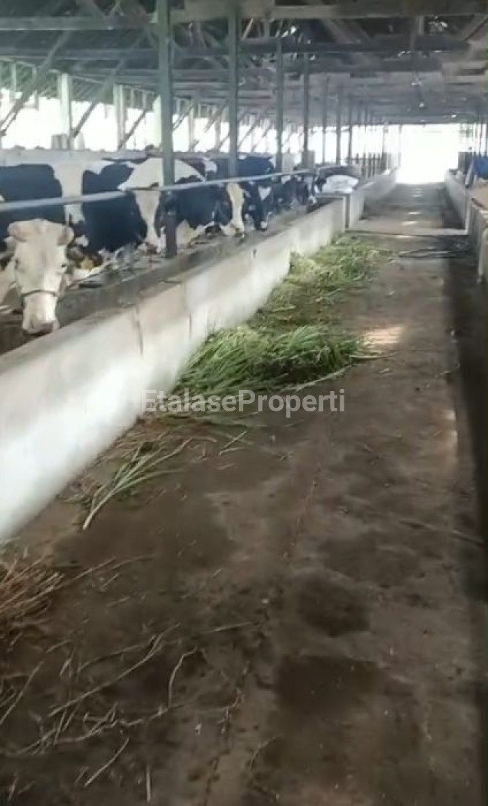 Foto properti JUAL LAHAN  UNTUK PERTERNAKAN & PERTANIAN  BERLOKASI DI PURWODADI, PASURUAN, JAWA TIMUR. 3