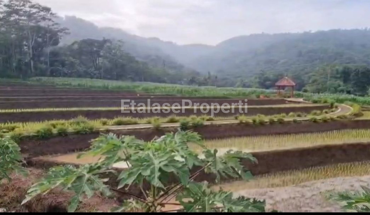 Foto properti JUAL LAHAN  UNTUK PERTERNAKAN & PERTANIAN  BERLOKASI DI PURWODADI, PASURUAN, JAWA TIMUR. 7