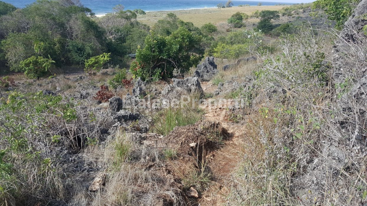 Foto properti DI JUAL CEPAT  TANAH PANTAI DI MAMBORO, SUMBA TENGAH 3