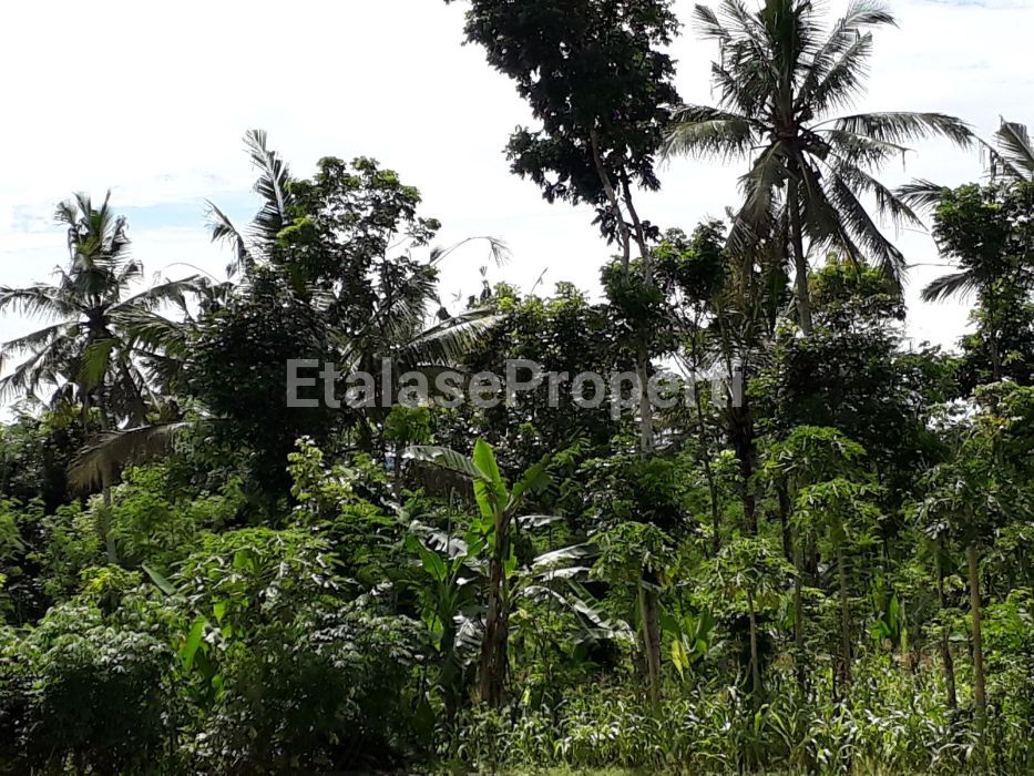 Foto properti Dijual Murah Bekas Perkebunan Kopi Kalibaru Manis Banyuwangi 3