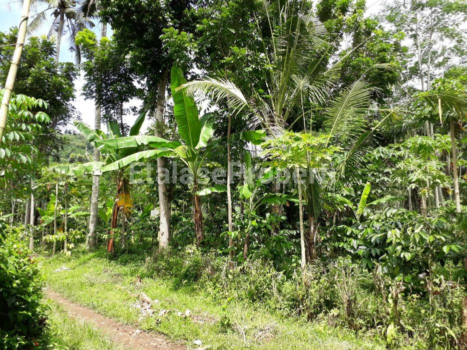 Foto properti Dijual Murah Bekas Perkebunan Kopi Kalibaru Manis Banyuwangi 4
