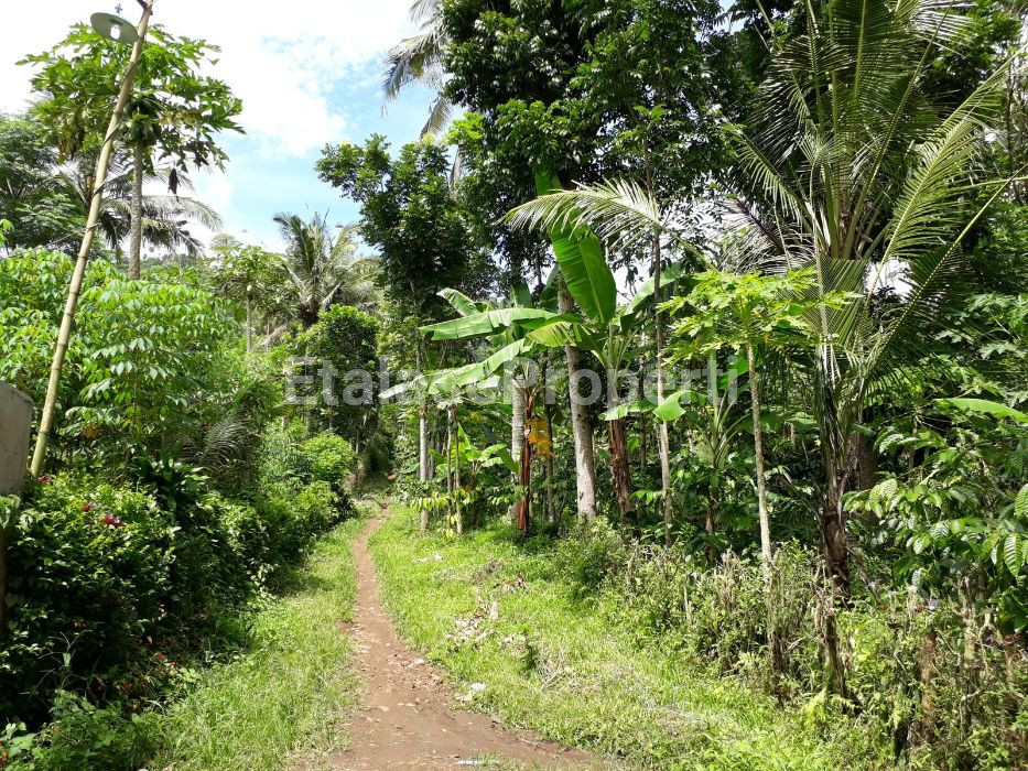 Foto properti Dijual Murah Bekas Perkebunan Kopi Kalibaru Manis Banyuwangi 5